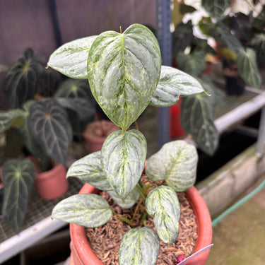 Philodendron Sodiroi Variegated