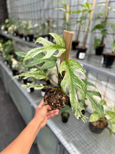 Rhaphidophora Tetrasperma White Monster Variegated
