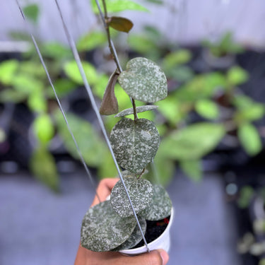 Hoya Eliptica x Imbricata