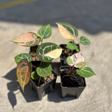 Anthurium Tortoise King Variegated