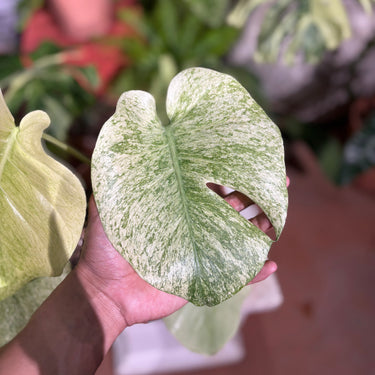 Monstera Blue Mint