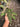 Anthurium Forgetii Long