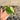 Monstera Lemon Lime