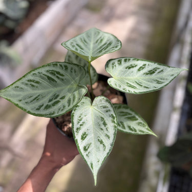 Anthurium silver chrome