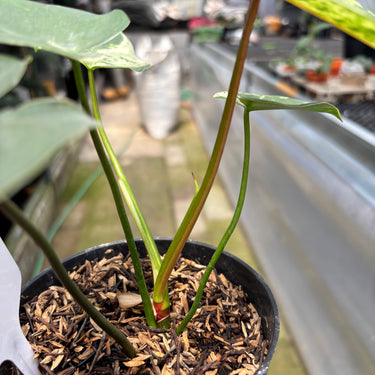 PS0912 Philodendron Ilsemanii Variegated