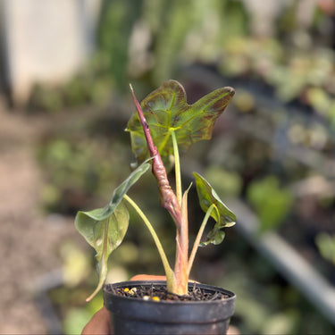 Alocasia Venom - Small