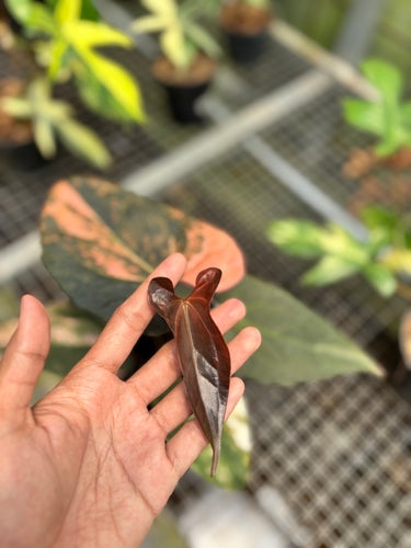 Anthurium Black Venom x RVDP Variegated