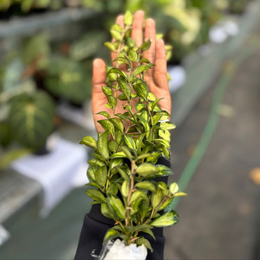 Hoya Lacunosa “Var-Tricolor” Bruno