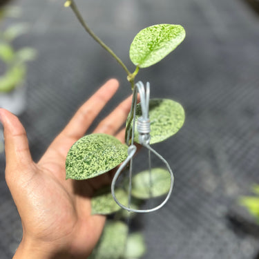 Hoya Barata