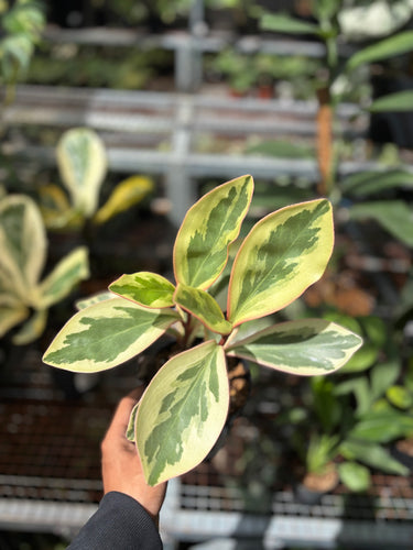 Peperomia Clusiifolia Variegated