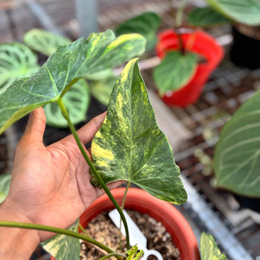 Ps10-14 Anthurium Pterodactyl Aurea Variegated - Mature