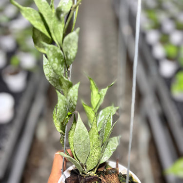 Hoya Lacunosa Katana