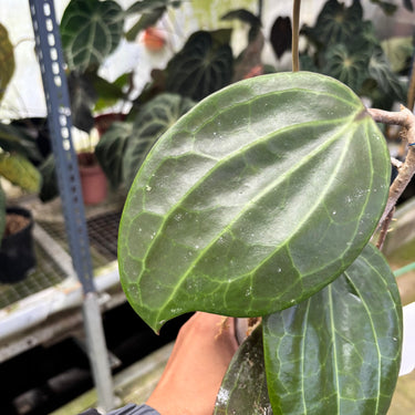 PS0904 Hoya Macrophylla