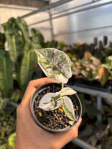 Alocasia Cuprea Pink Variegated