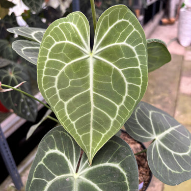 Anthurium Clarinervium - Mature size - Plantstop.us