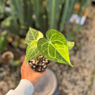 Anthurium Clarinervium Variegated