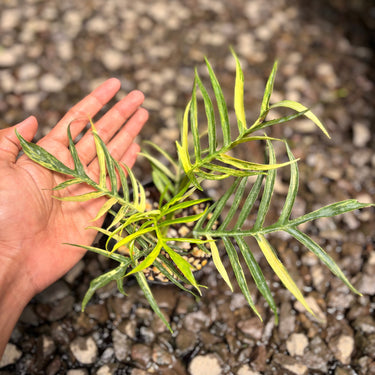 Philodendron Tortum Variegated
