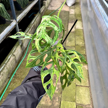 PS0917 Monstera Adansonii Variegated INA