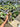 Ps10-56 Pterisanthes Sp West Borneo (Piper Batman) - 2 Stem