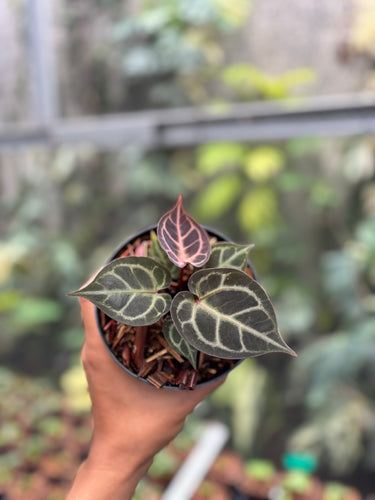Anthurium Red Tiger - Self