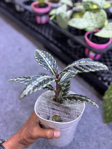 Leea Sp Timika