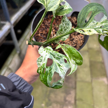 PS0915 Monstera Adansonii Mottled