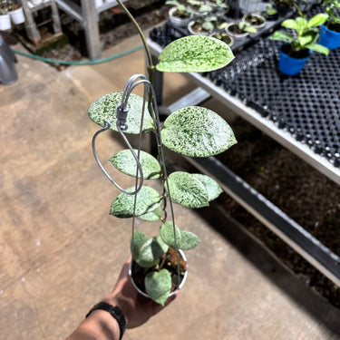 Hoya Barata