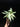 Syngonium White Narrow