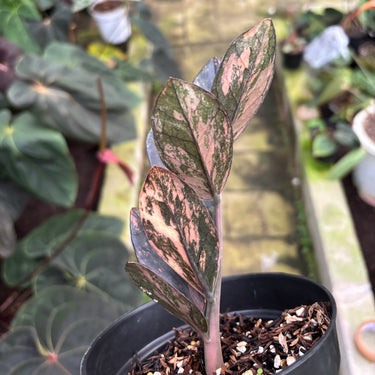 Zamioculcas Zamiifolia Black Pink Variegated - Zz Plant