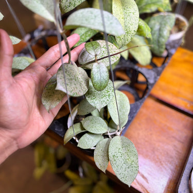 Hoya Barata (Aff Vitelina x Sp Sumbawa Seed 2)