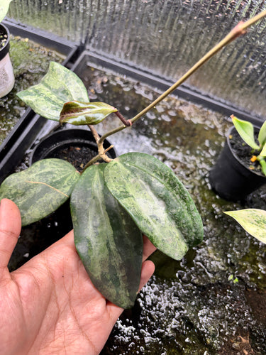 Hoya Latifolia High Splash
