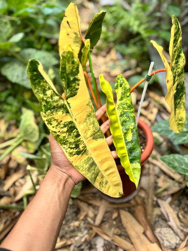 Ps10-53 Philodendron Billietiae Variegated - Mature