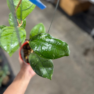 Hoya Calistophylla Turtle