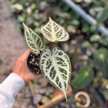 Anthurium (Pink Lemonade x Blackwidow x Michelle) x Silver Regar
