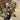 Hoya Clemensiorum Jurassica - A person's hand holding a small potted plant with glossy green leaves and prominent red stems in an outdoor or workshop setting.