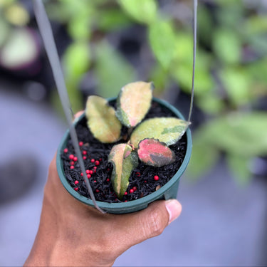 Hoya Caudata Variegated