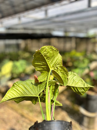 Syngonium Pink Candy