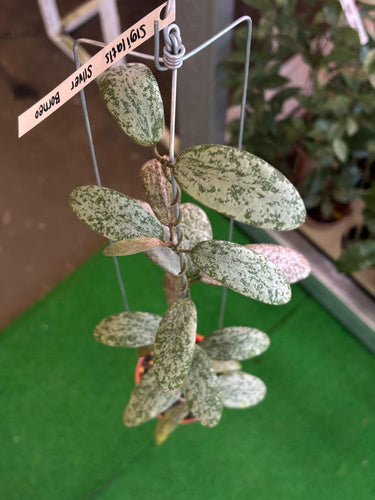 Hoya Sigilatis Silver Borneo