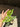 Monstera Obliqua