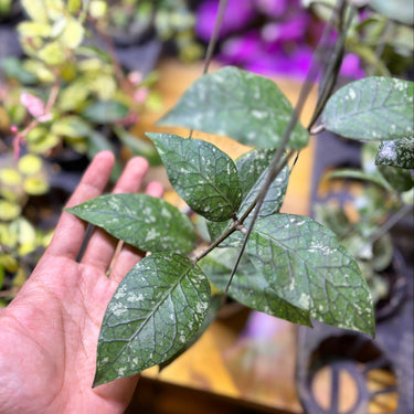 Hoya Sp Aceh Green Gem