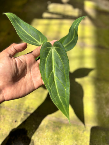 PS0925 Anthurium Dark Mama