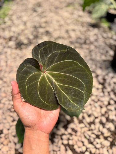 PS0948 Anthurium King Of Spades - Medium