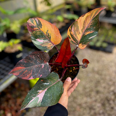 Philodendron Fire Princess Variegated