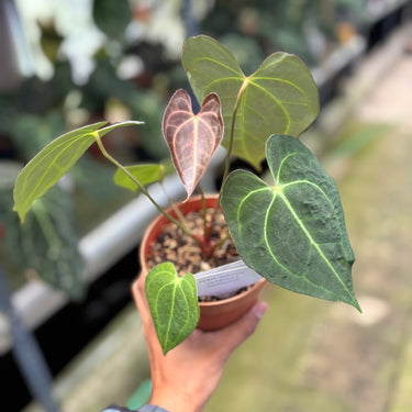 PS0914 Anthurium Clarinervium x Papillilaminum