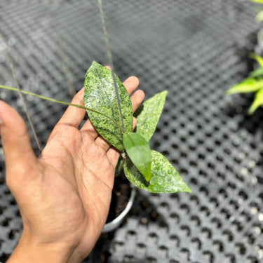 Hoya Finlaysonii Silver