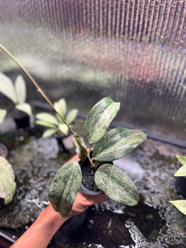 Hoya Latifolia High Splash