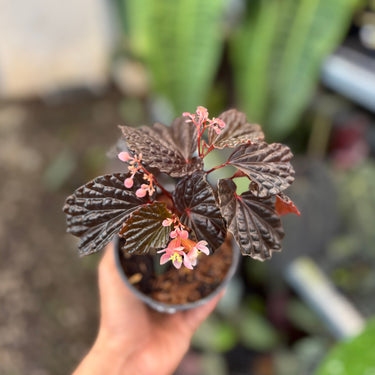Begonia Black Glossy