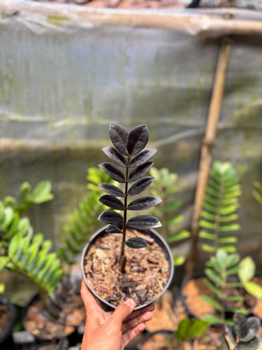Zamioculcas Zamiifolia Black ( Zz Plant )