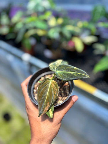PS0955 Melano Orange Variegated
