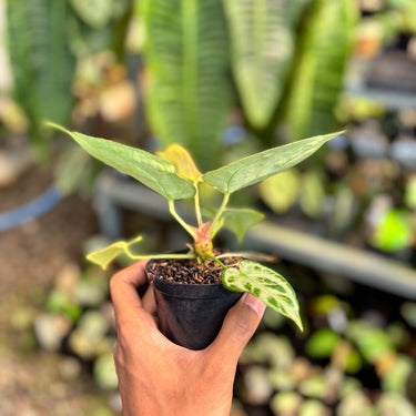 Ps10-06 Anthurium Silver Chrome x Skg Silver